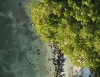 Aerial view of the large tree just beside the sea-shore